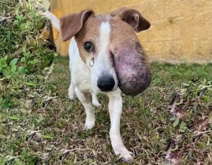 Chifa’s Journey: From Pain to a Life of Hope