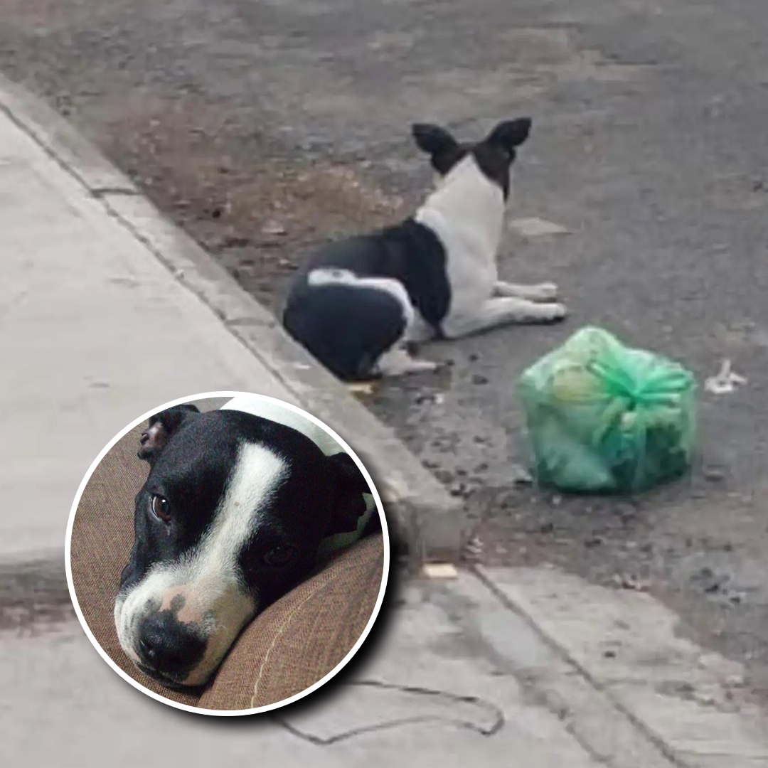 Dog Left With Her Toys Waits for a Family That Never Returns