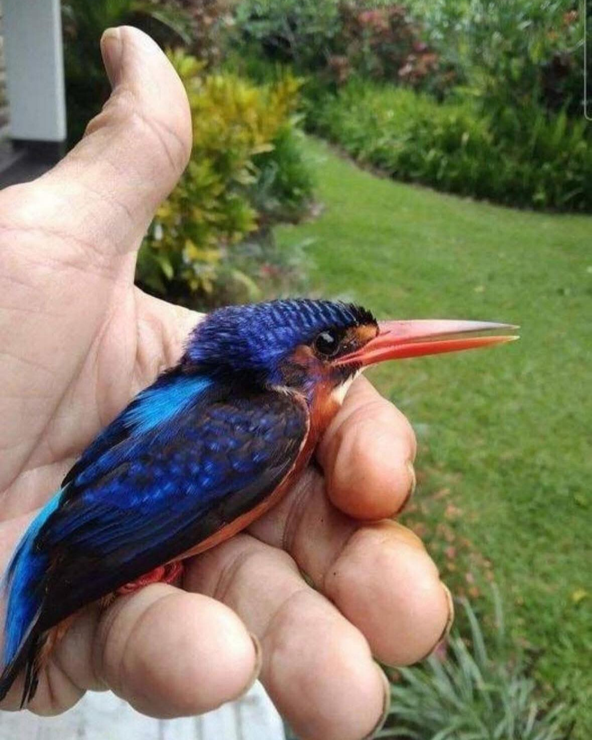 A Wild Kingfisher, Three Generations, and the Unspoken Language of Love
