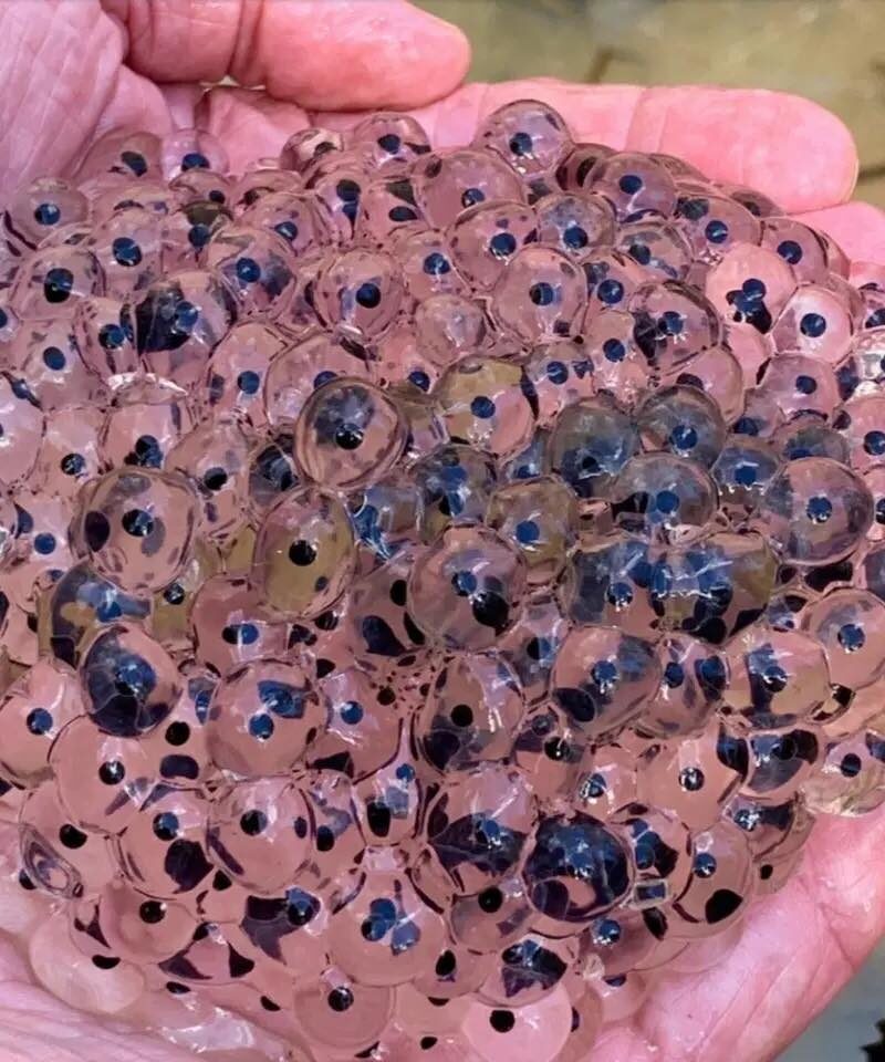 Farmer discovers strange eggs in his field – experts offer surprising explanation