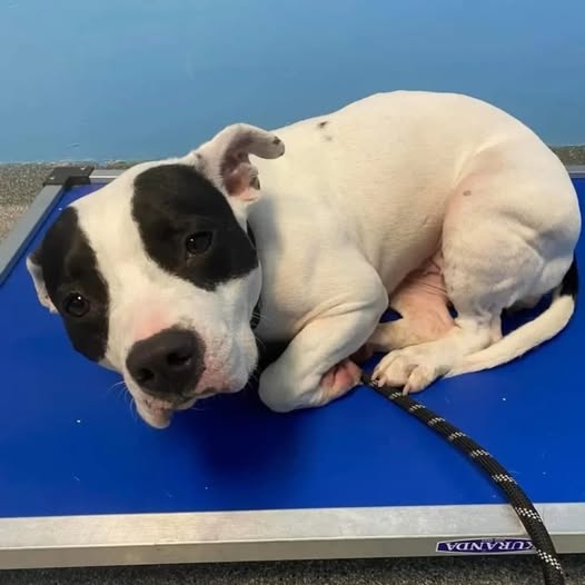 Shaking Shelter Dog Longs For A Forever Home, Waiting For Someone To Love Her