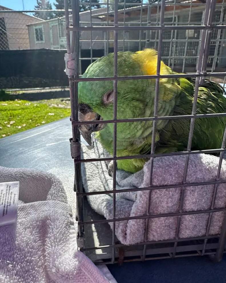 40-Year-Old Parrot Waits Alone for 2 Weeks in Empty Home, Collapses After Finally Being Rescused.