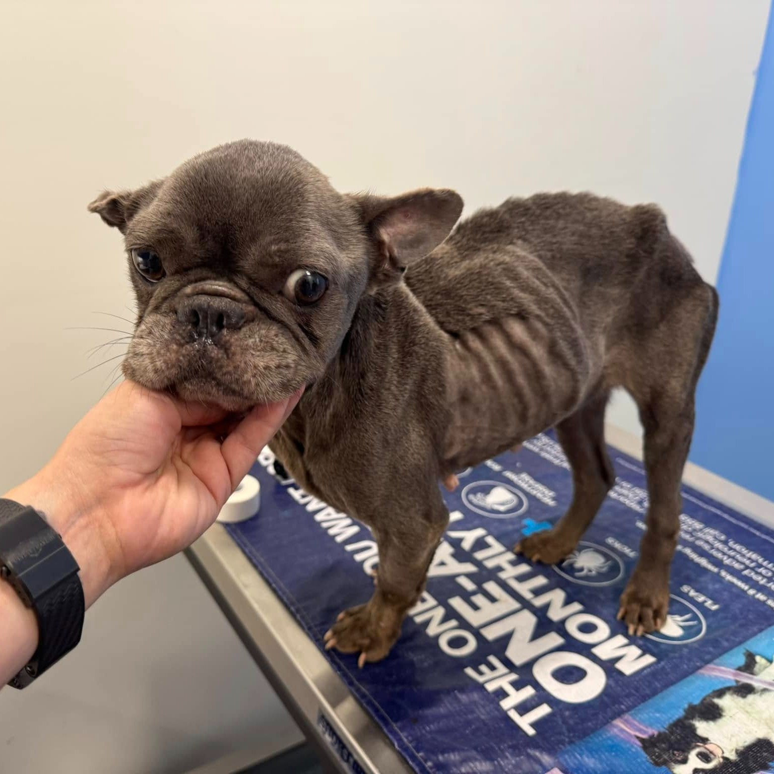 Sweet Potato Was Deemed ‘Too Broken’ Until A Miracle Saved Her