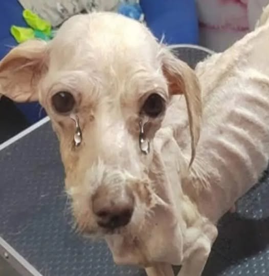 A Birthday of Hope: The Journey of a Brave Little Dog