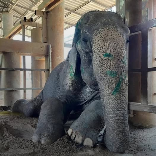 After 80 Years of Work, This Elephant Finally Gets to Lay Down in Peace