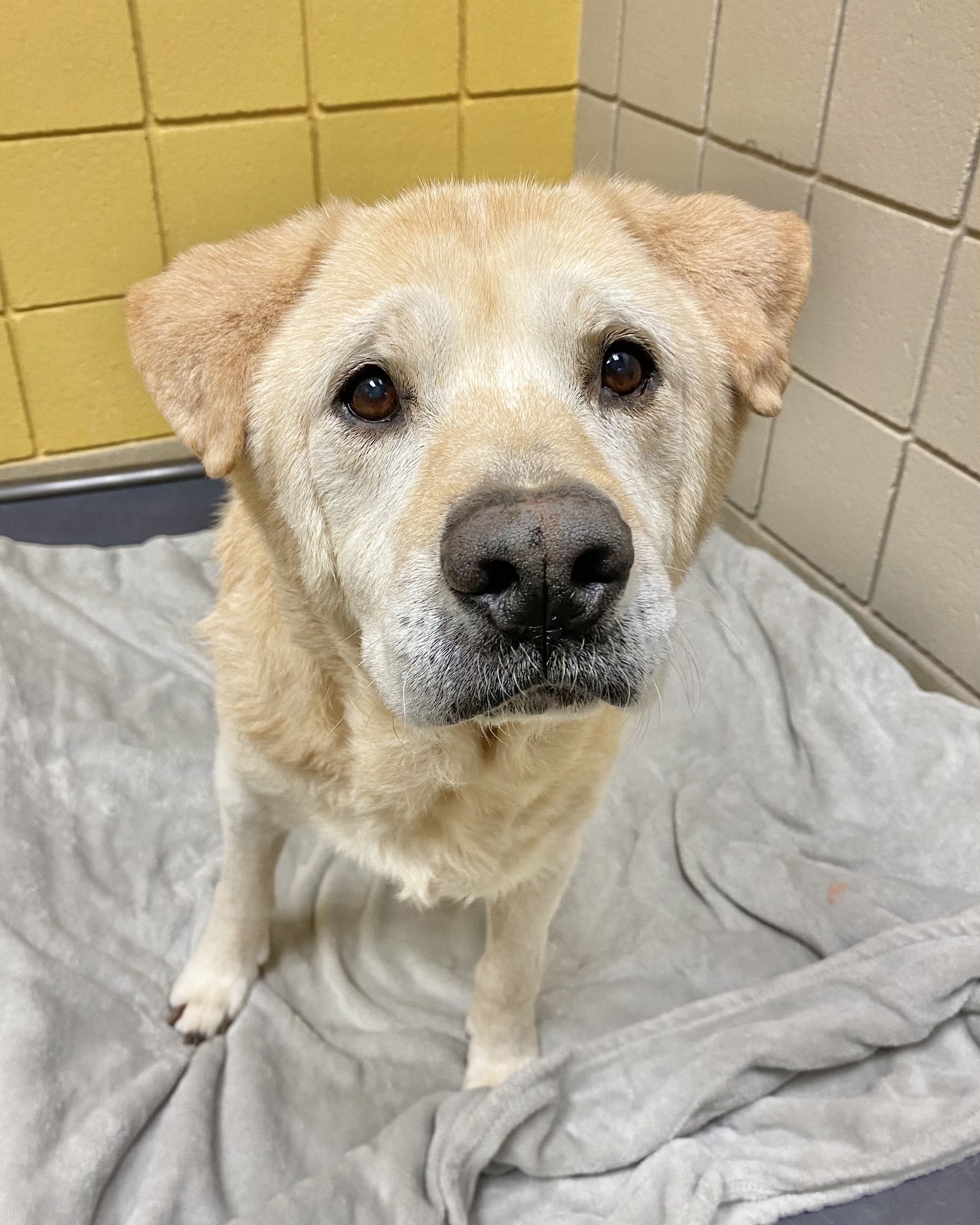 Senior Dog Returned 8 Times Finally Gets The Happy Ending He Deserves
