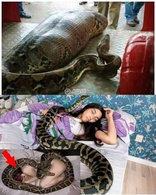 Woman slept with her python every night until the vet showed her a surprising ultrasound