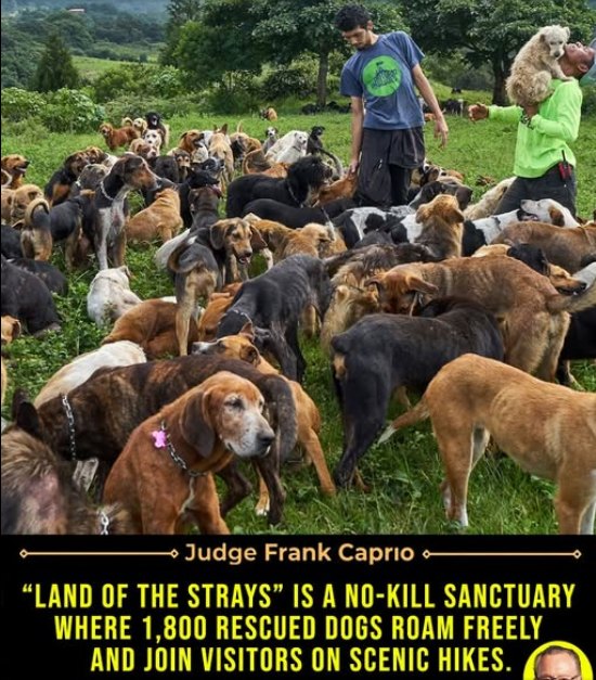 This remarkable [No-K.i.L.L] Sanctuary is Home to over 1,800 rescued Dogs!