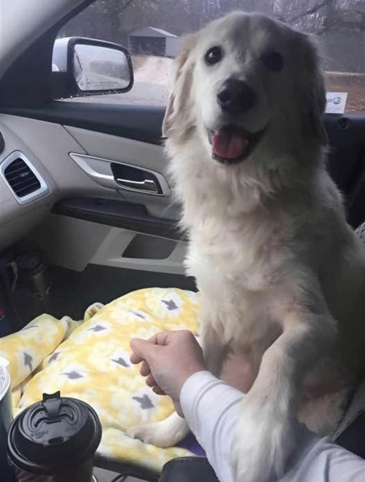 The Unspoken Bond: A Dog’s Silent Promise.