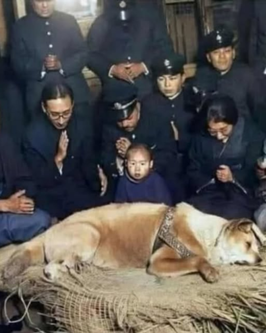 “Hachikō: The Dog Who Waited a Lifetime”