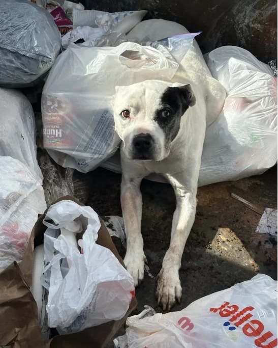 Senior Dog Found Abandoned in Dumpster Now Begins His Journey to Healing