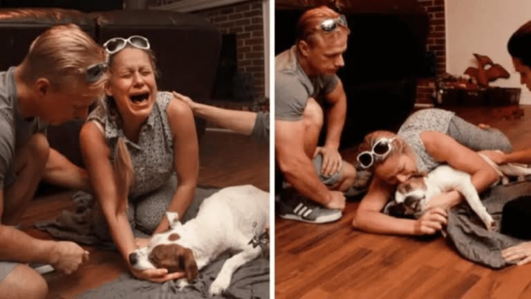 Veterinarian Reveal Heartbreaking Moments Dogs Experience in Their Final Moments