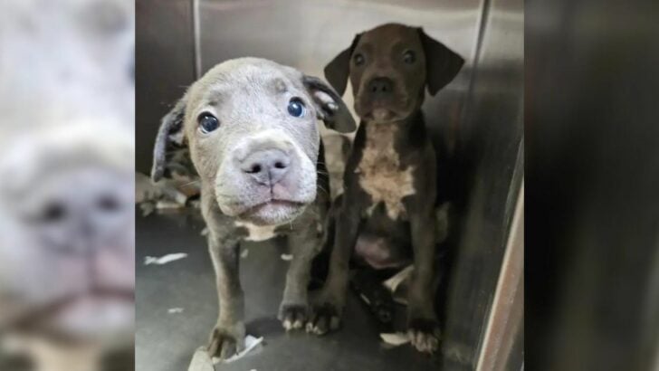 A Good Samaritan Couldn’t Turn A Blind Eye When He Found 11 Abandoned Puppies In A Crate