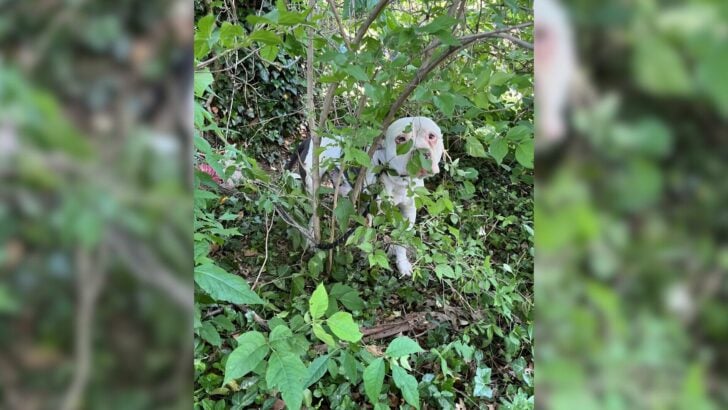 A Kentucky Dog Who Was Hiding In A Bush Didn’t Move For 3 Days And The Reason Is Heartbreaking