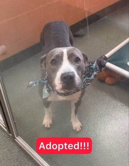 Shelter Dog Looks On Sadly As Adopters Pass Her By For Puppies Instead