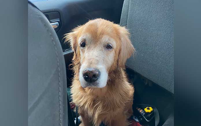 Owner Drops Off 14-Year-Old Dog at Shelter and Leaves Without a Second Look.