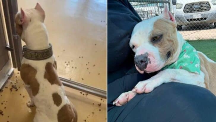 She Was Brought Back To The Shelter And Waited Quietly, Unaware Her Time Was Running Out