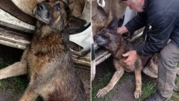 Biker Sees Injured Pup Who Can’t Move and Drops Everything to Save Her Life