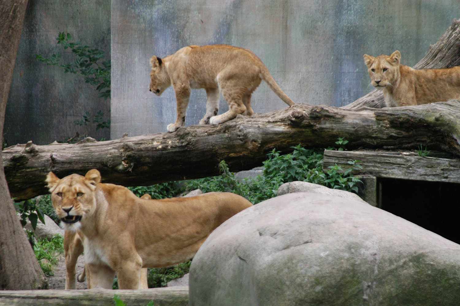 Zoo Encourages Public to Donate Unwanted Pets to Help Feed Resident Animals
