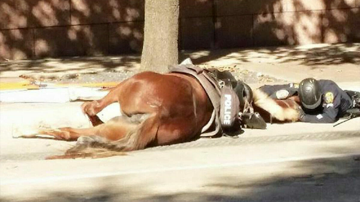 Texas policeman comforts fallen horse partner in her final moments