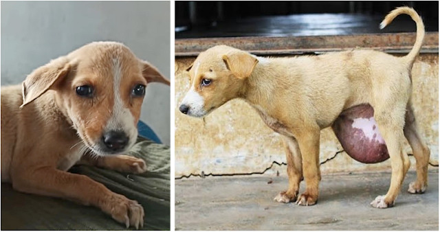 Tiny Street Puppy Found With Massive Hernia Gets a Life-Saving Surgery