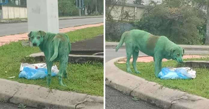 A Poor and Heartbroken Dog Was Discovered Weeping After Cruel Vandals Doused Him in Green Paint