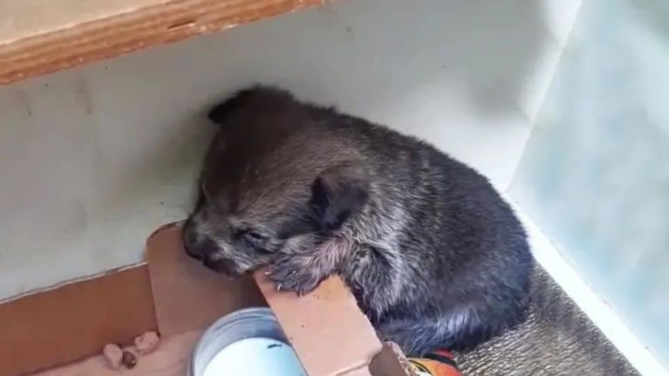 Lonely Cardboard Box Left At Night Leads To A Rescue No One Expected