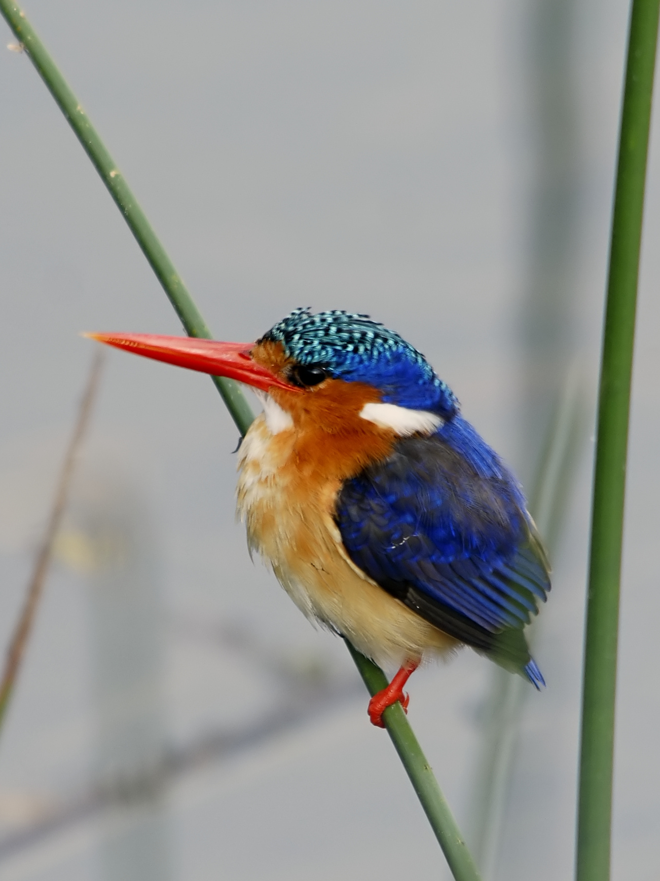 A Wild Kingfisher, Three Generations, and the Unspoken Language of Love