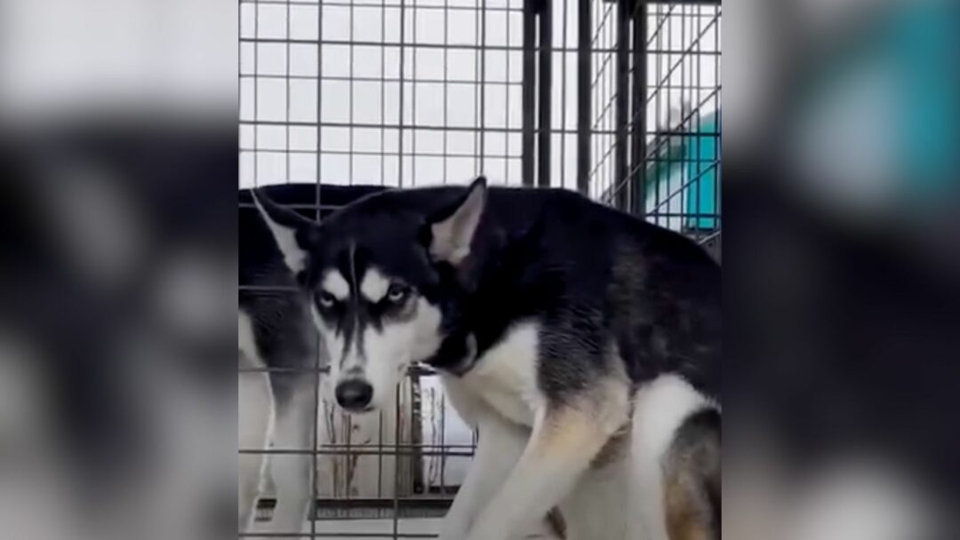 California Rescuers Were Heartbroken For This Shivering Husky Who Was Surrendered For ‘Being Too Much’