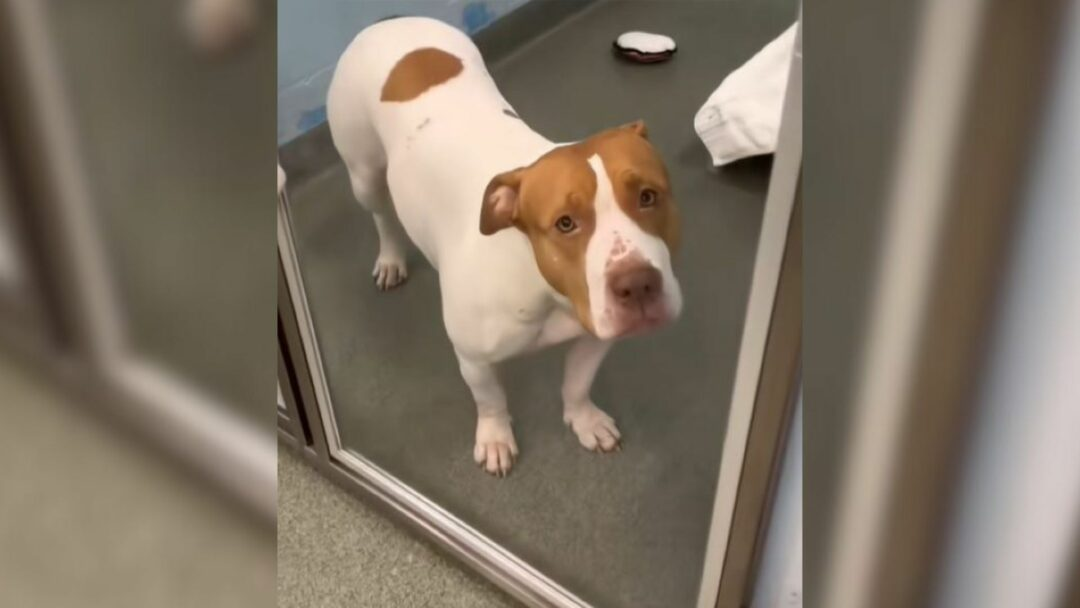 Shelter Pup From Florida Felt Devastated After Realizing Her Owner Won’t Come Back For Her
