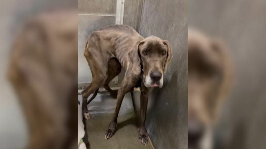 Everyone Abandoned This Malnourished Pup From California Because She Was ‘Too Much Work’