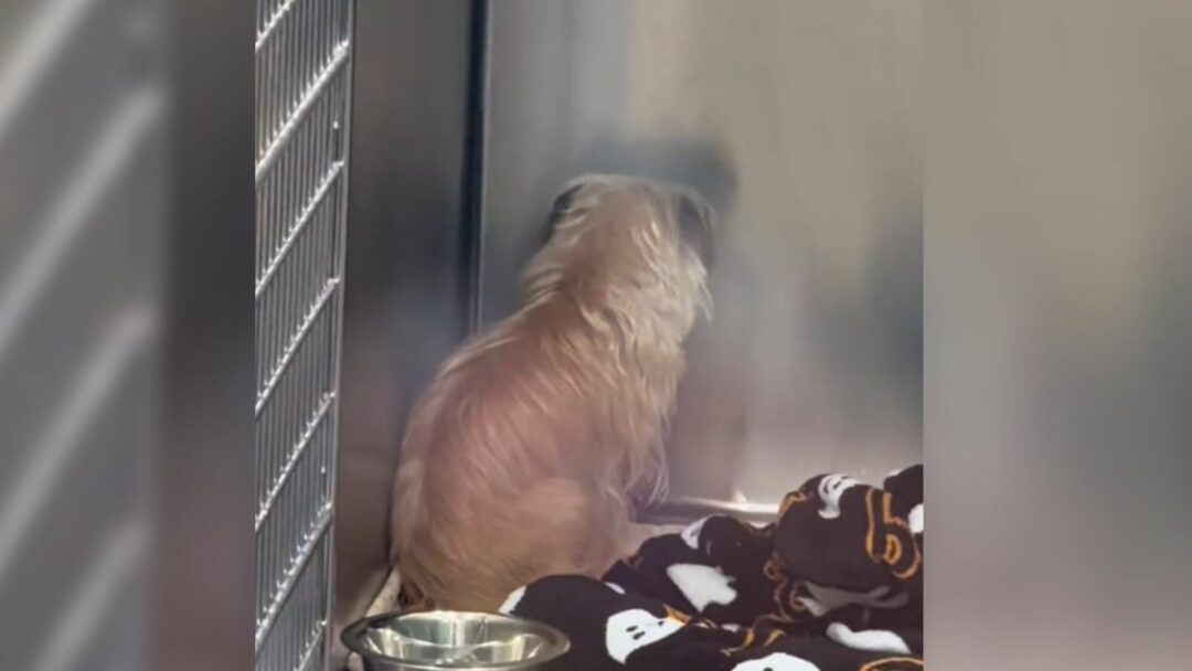 Florida Rescuers Realized This Pup Kept Staring At A Wall For Days Because She Was Constantly Overlooked