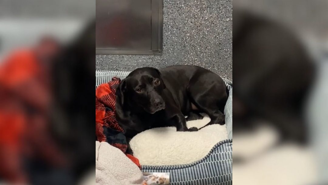 Dog Who Spent 900 Days At Shelter Ends Up Being Returned One Day After Being Adopted
