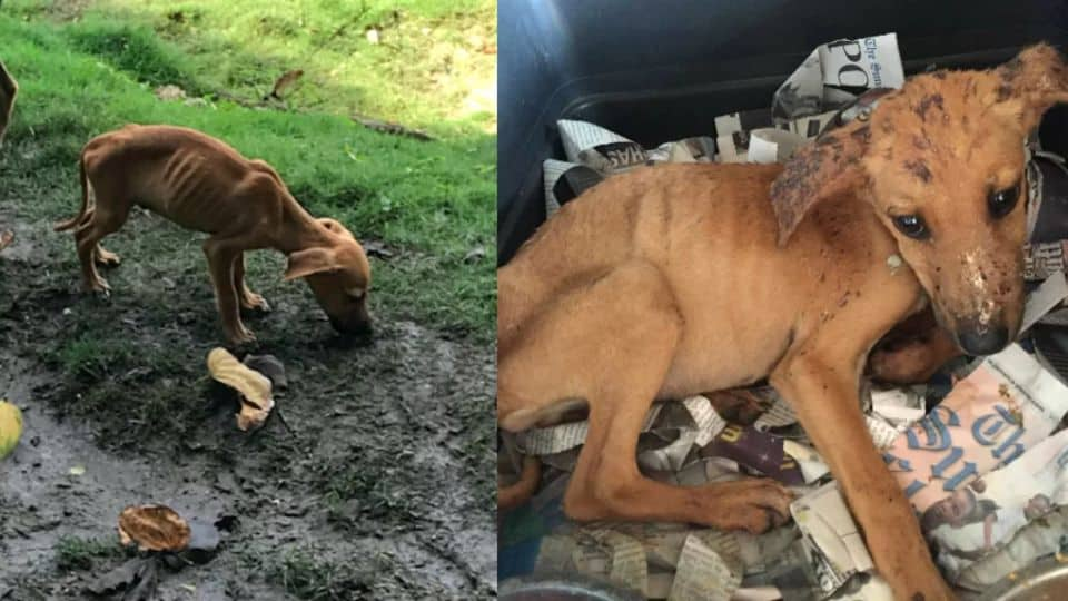 A Teen’s Determination Turned A Stray Puppy’s Struggle Into A Story Of Love