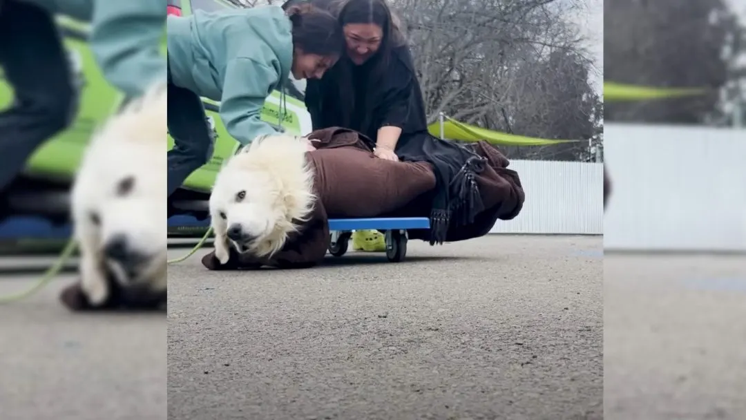Dog From Puppy Mill Was Hesitant When He Met His Rescuers But They Were Not Giving Up On Him