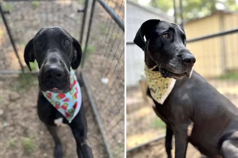 Rescued Great Dane Sisters Finally Find Safety After Years of Hardship