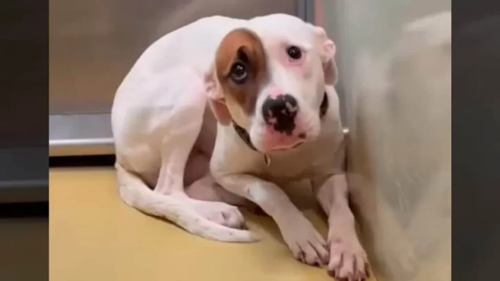 Heartbreaking Tale of a Terrified Pup Shaking in Her Tiny Kennel Leaves Us Crying