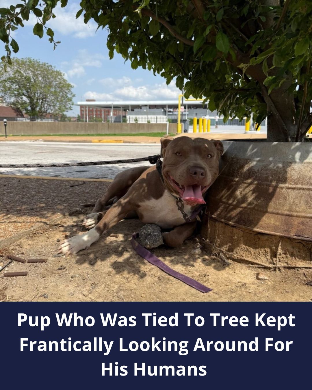 Heartbreak As Dog Cruelly Tied To Tree In Missouri Looks Around, Hoping To See His Owners