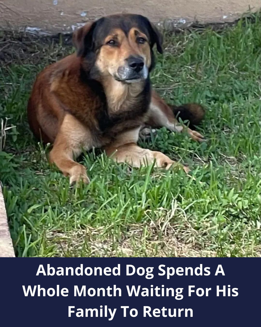 An Abandoned Dog Spent A Month Waiting, Hoping His Family Would Come Back For Him