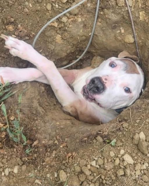 “Lost Dog Found After Simple Bathroom Break Gone Wrong”.