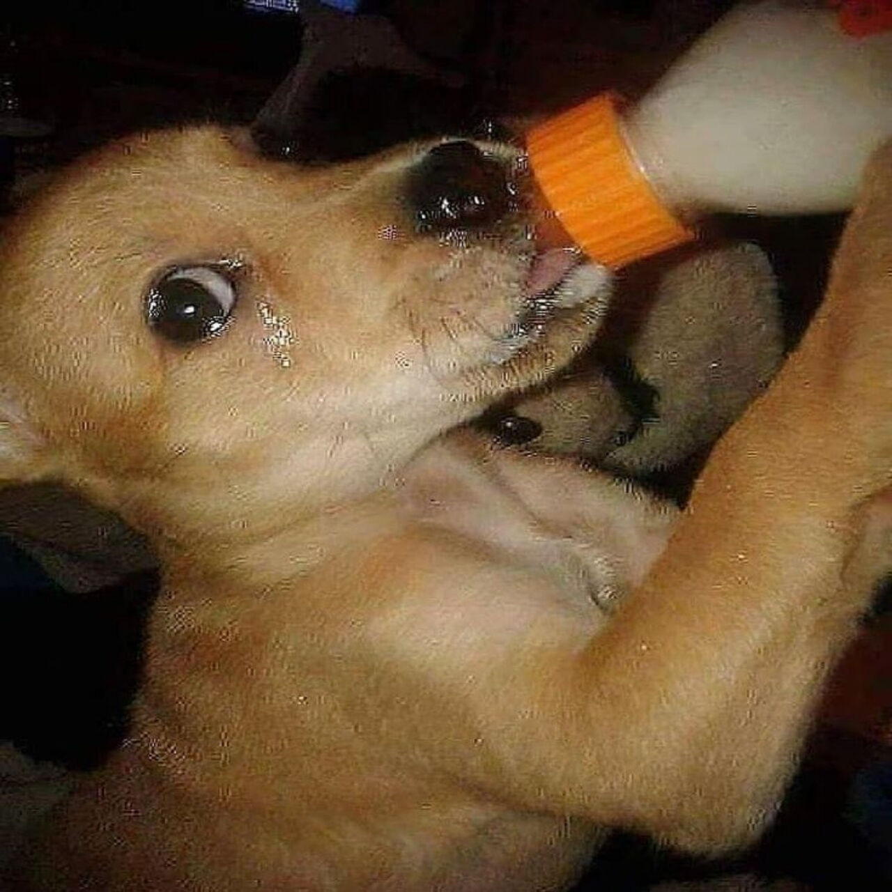 Charlie the Resilient Dog Unites Town in Heartwarming Tale of Compassion and Hope