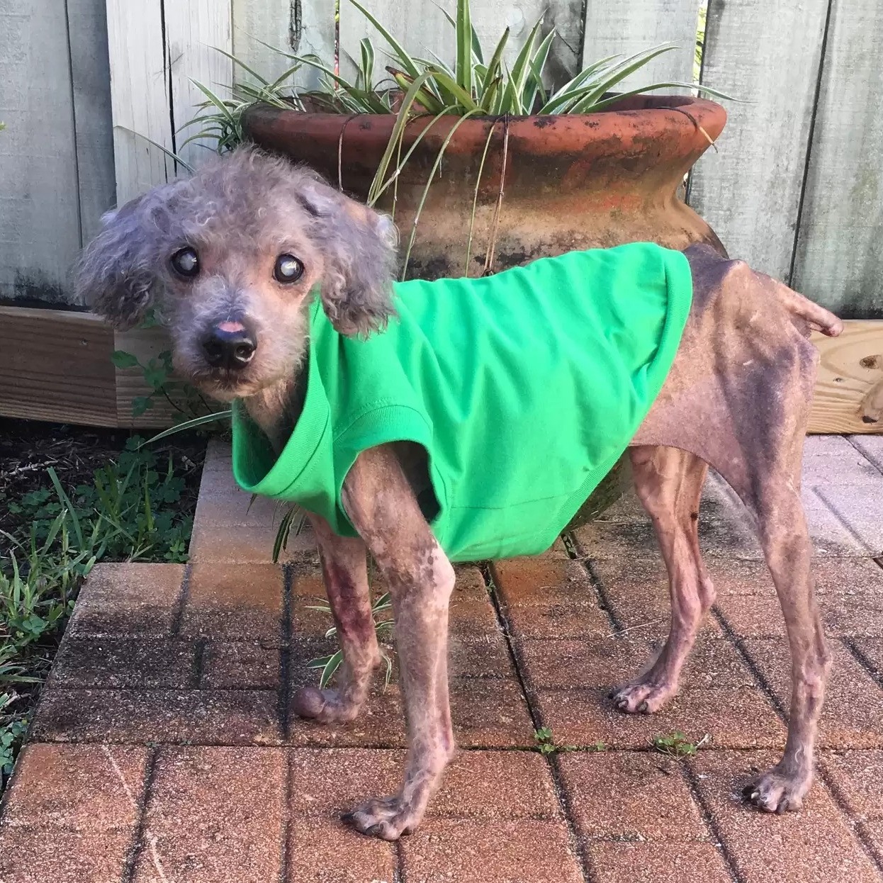 Neglected and Malnourished, a Dog Struggled to Remember How to Eat