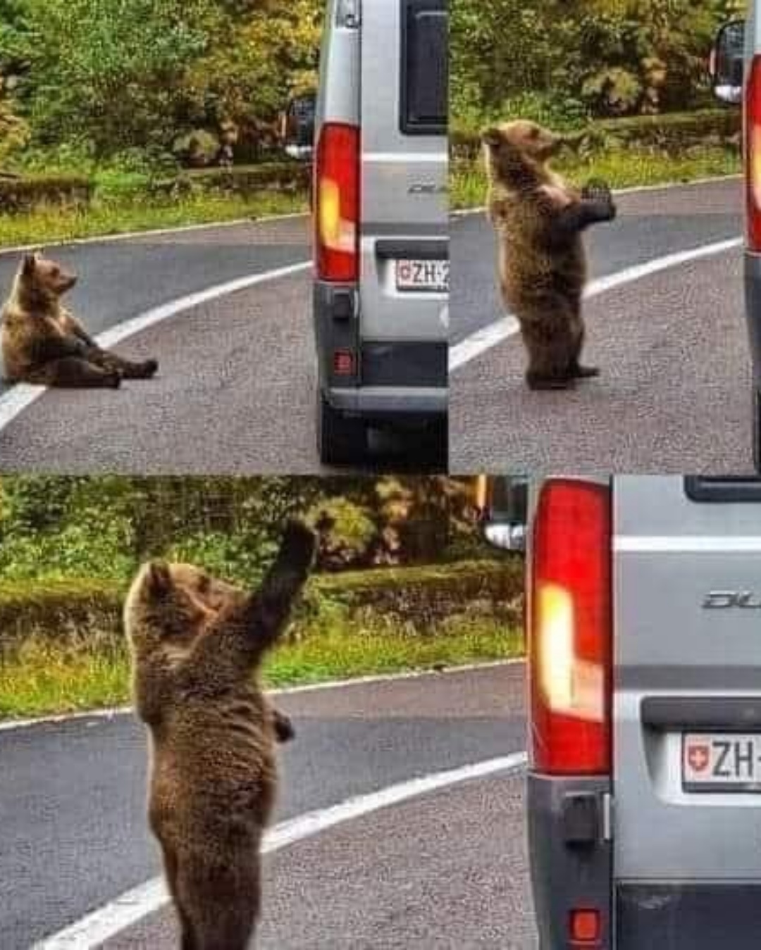 A Banana, A Bear, and an Unforgettable Moment .