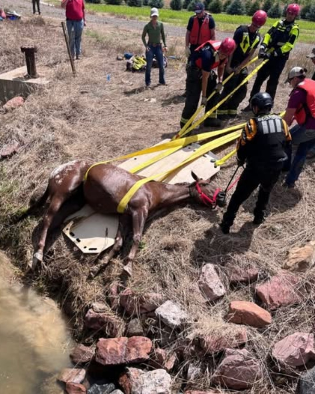 Heroes in Uniform: Colorado Firefighters Save Blind Horse from Drowning.