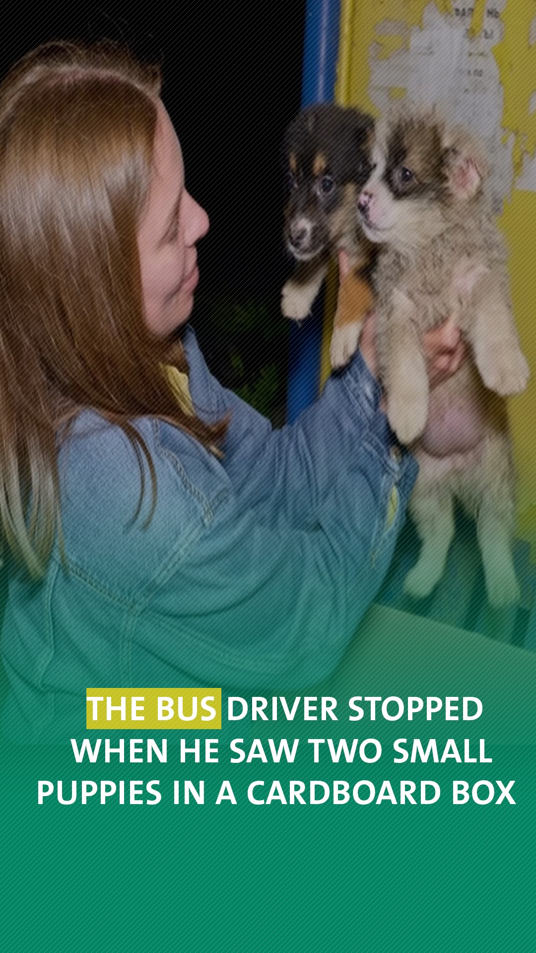 The bus driver stopped when he saw two small puppies in a cardboard box
