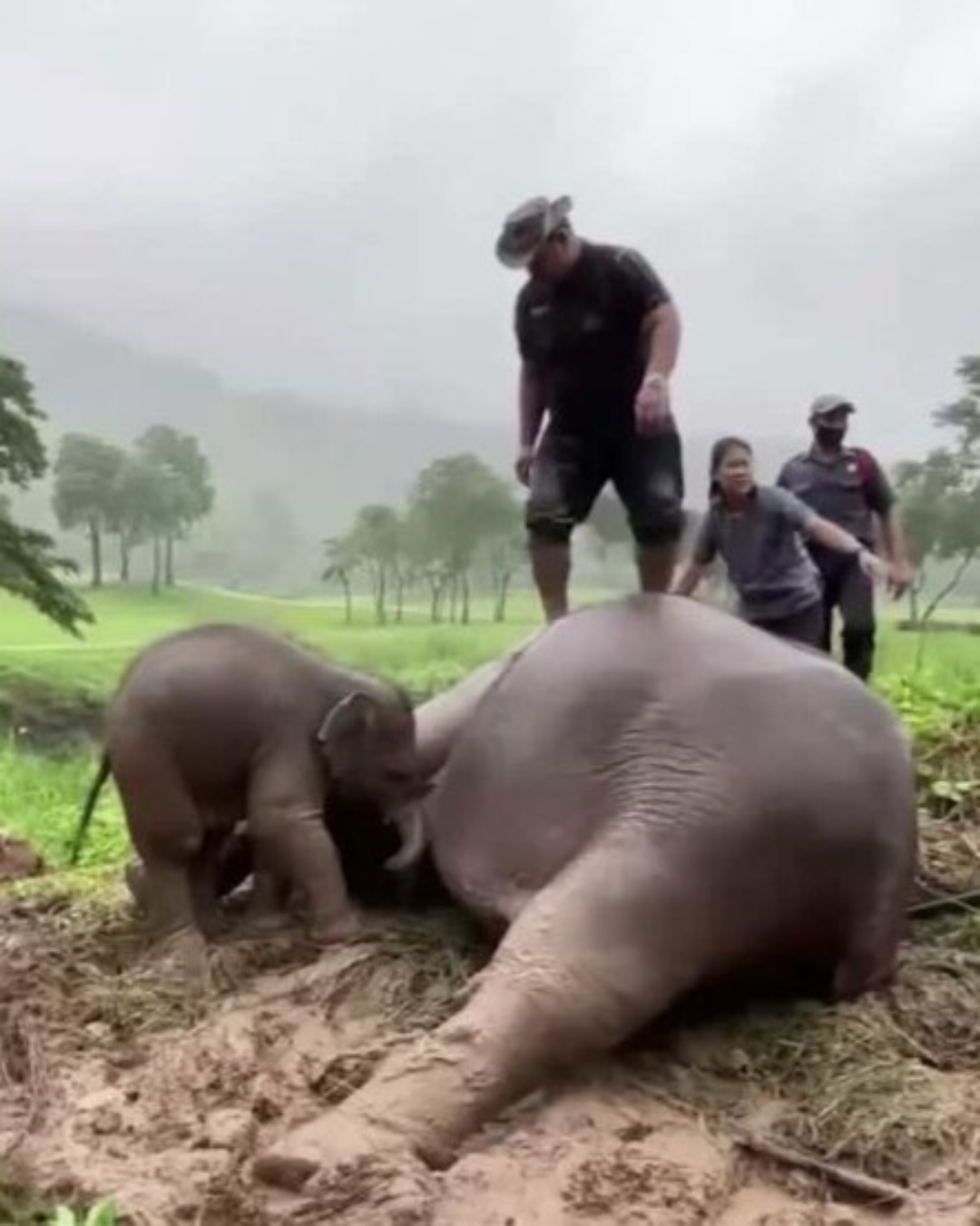 “A Mother’s Determination: The Rescue of a Trapped Elephant Pair”