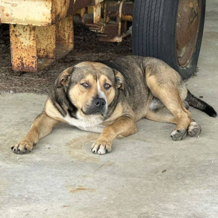Sweet Angus was hanging out at an open airfield