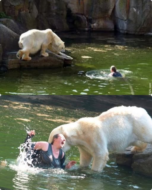 Into the Den: The Woman Who Jumped Into a Polar Bear Enclosure.
