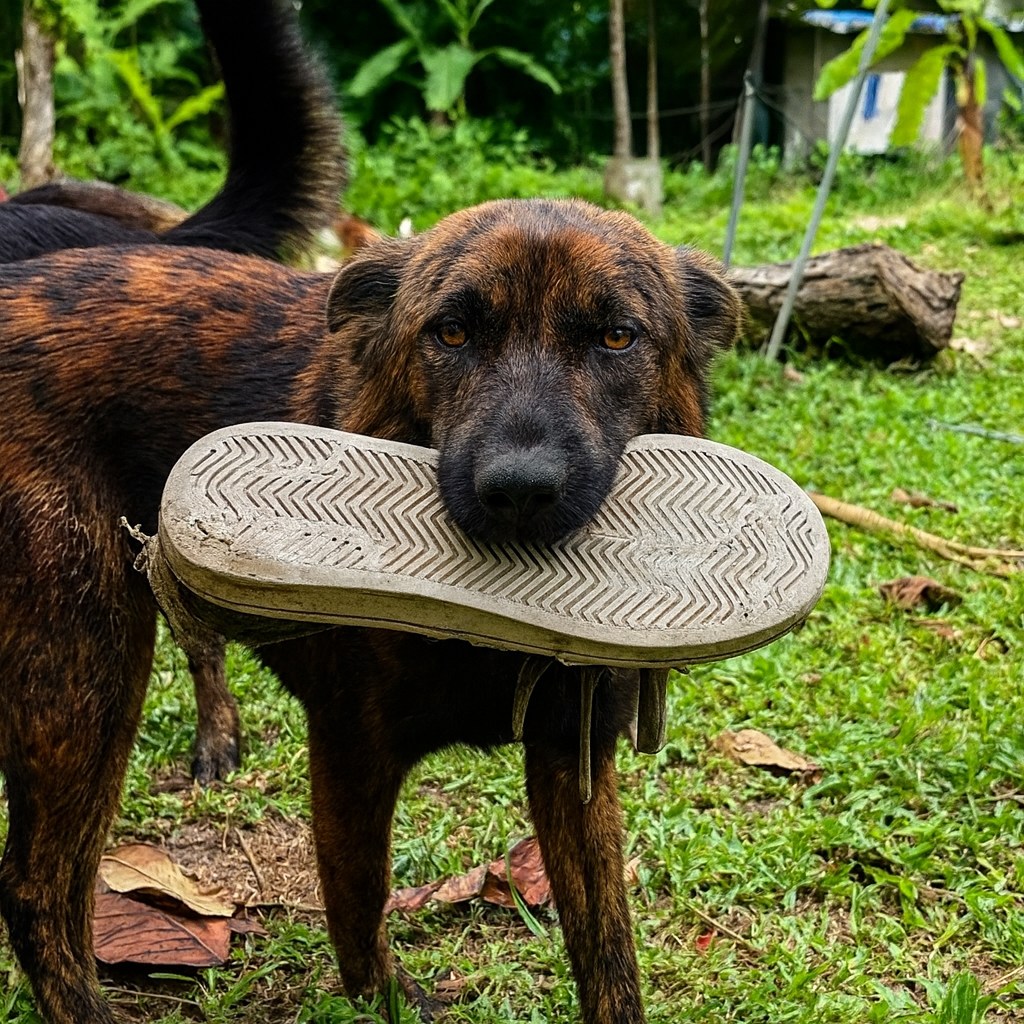Stray Dog Brought Daily Gifts Hoping Someone Would Love Her Back
