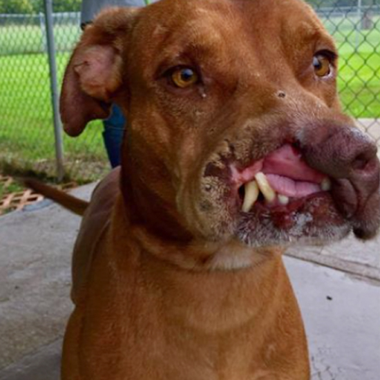 Dog m.iss.ing Part of Face was [le.ft] for [a.ban.do.ned] by Owners, but a life-changing a Second 